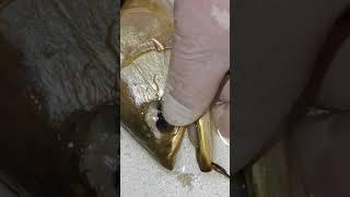 Arowana drop eye operation