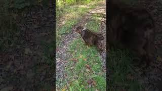 AUSSIE Loves walking through mud