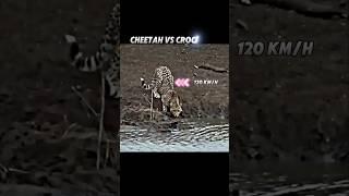 Cheetah vs cat who is the fastest #trending #animals #wildlife #cat #cheetah #crocodile #shorts