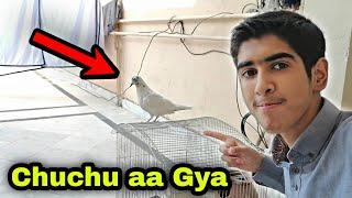 Kbootar Le Liya  | Chuchu aa Gya  Ibrahim Asim Vlogs 