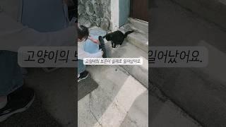 카페에 일어난 고양이의 보은 ‍️댓글확인