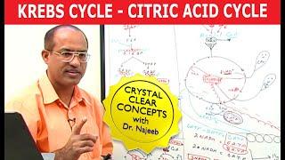 Krebs Cycle | Citric Acid Cycle | Cellular Respiration