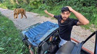 We spotted real tiger in jungle safari