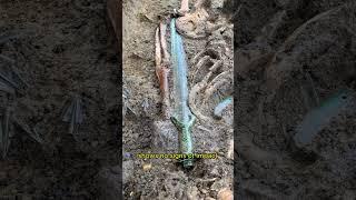 Extraordinary Bronze Age Sword Unearthed in Nördlingen, Germany - Amazing Discovery