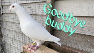 2022 Young Birds Racing Pigeons | Siamese White Pigeons | Sent Birds To A Subscriber