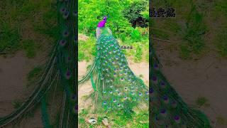 Beautiful-47 Peacock's video #peacock #viral #florist786 #shorts  #reels#peacocks #birds part-62