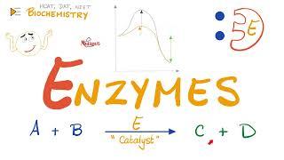 Enzymes - Catalysts - Structure & Function - Biochemistry 