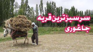 چهره تازه از قریه زیبای الیاتو ولسوالی جاغوری_زندگی روستایی_گندم_دهات