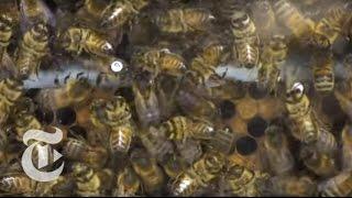 Bees Catch Caffeine Buzz | ScienceTake | The New York Times