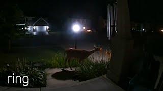 How to Stop a Deer From Eating Your Flowers? Edward Found a Way | RingTV