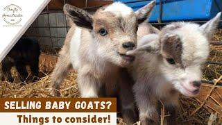 When Baby Goats Go to Their New Homes