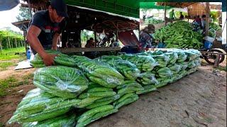 9TH HARVEST ITO ANG PINAKA MARAMI