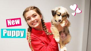 Bringing Home My New Puppy! Puppy Reveal!