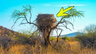 Tourists stumble upon a huge nest. And suddenly they hear from him: “Help!”...