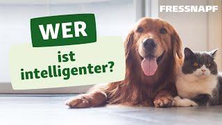 Wer ist intelligenter? Hund oder Katze?