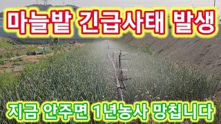 마늘밭 감자밭 긴급사태발생 지금 안하면 1년농사 도루묵~ 마늘농사 농부 마늘비대기,마늘쫑,수확시기 주말농장,텃바,전원일기
