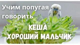 Учим попугая говорить "Кеша хороший мальчик"