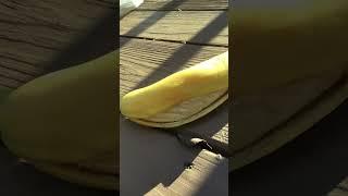 Destroying a banana.Almost got stung by a bee!!!!!:o