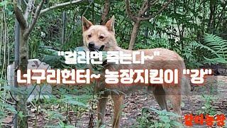 "눈에 띄면 죽는다"~너구리ㆍ꿩 헌터 농장지킴이 "강"