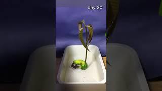 PART 2, mango seed time lapse for 30 days #timelapse #plant #nature #mango #water #fruit #planting.