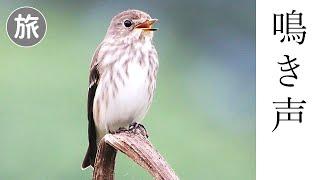 エゾビタキの鳴き声 (地鳴き)