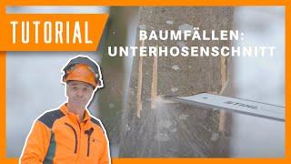 Wolfi zeigt: Unterhosenschnitt in der Holzernte 🩲🪓 #Tutorial #Forstwirtschaft #Motorsäge