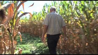 A Tour of Darlington Farm's Corn Maze