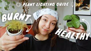 houseplant lighting guide | best plants for each window direction