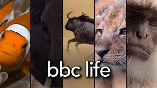 BBC Life - Trailer (HD)