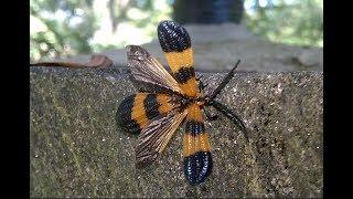 Net winged Bettle Just Walking Around