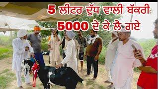 5 ਲੀਟਰ ਦੁੱਧ ਵਾਲੀ ਬੱਕਰੀ 5000 ਦੇ ਕੇ ਲੈ ਗਏ । wali| Tungwali #bakramandi #farming #goats