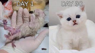 A 30-day record after the birth of a baby cat