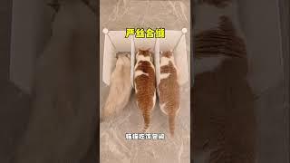 【矮脚虎凸凸】总算不怕爱抢食的小胖猫多吃了! #万物可爱计划 #宅家治愈记#曼基康矮脚 #萌宠好物