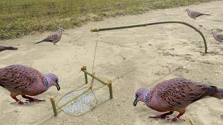 Bird Trap using Bamboo from village...