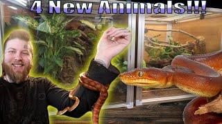 Not Me Getting Bit The First Day I Got This Animal [Reptile Unboxing]