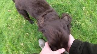 Gundog training    Under fire