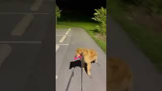 Wait till the end #goldenretriever #golden #dogshorts #dogowner #doglife #dog #dogs #doglife #fyp