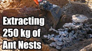 Extracting 250 kg of ant nest castings. Triple Casting Bull Ant Nest Casting - Days 3 - 5