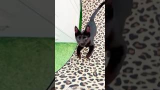 Hero kitten needs home after saving his family ️