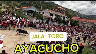 AYACUCHO  PERÚ  costumbres  jala toro