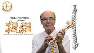 Spine Analysis by American Chiropractor