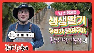 [2022 논산딸기축제 -  VJ 현장출동] 생생딸기 우리가 보여주마! "온누리딸기농장"