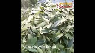 Bay Leaves journey from Farms to Factory