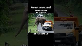 #ช้างป่าเขาใหญ่ #อุทยานแห่งชาติเขาใหญ่