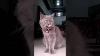 CHIKO LAGI CHIKO LAGI #kucing #kucingmager #kucinglucu #shorts #shortvideo  #catlover