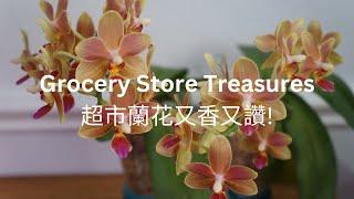 [EN SUB/中文字幕] Fragrant Treasures from a Grocery Store: Affordable and Vigorous | Orchid Care Tips