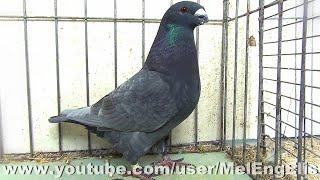 American Show Racer Pigeons - Pigeon Show Racer Américain - Bully-les-Mines 2023