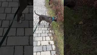 Голубой АМСтафф | Stafy. Просто красавчик 