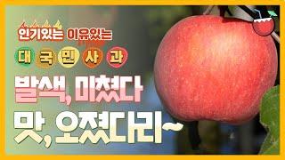 맛있는 사과! 착색방법과 사과재배관리