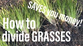 How to divide your grasses and save you money!